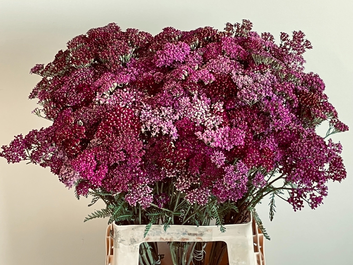 <h4>ACHIL M MCL PURPLE</h4>