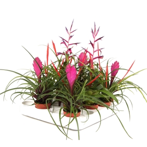 Tillandsia mix 6cm