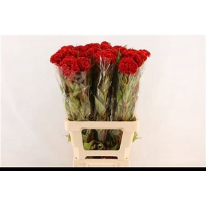 Cel C Bombay Dark Red