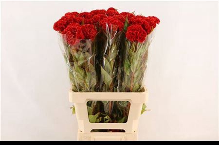 <h4>Cel C Bombay Dark Red</h4>