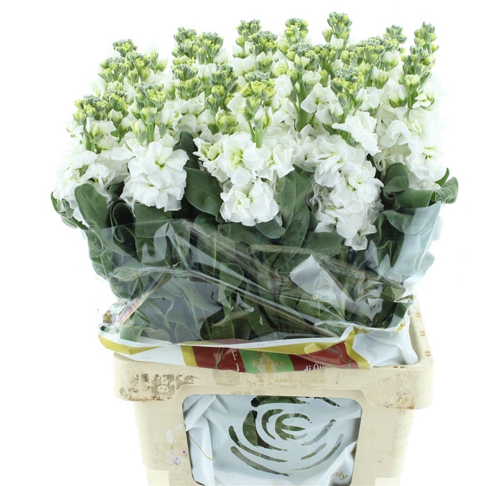 <h4>Matth Iron White</h4>