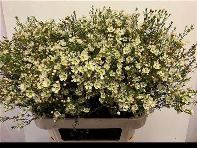 <h4>CHAME ME SIRIUS</h4>