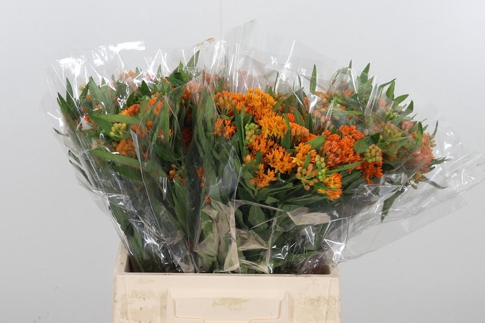 <h4>Asclepias Tuberosa</h4>