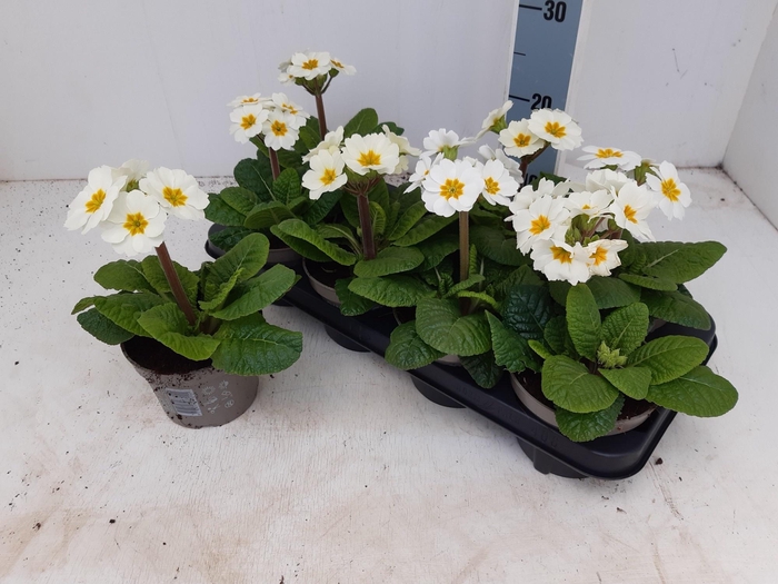 <h4>PRIM ELATIOR</h4>