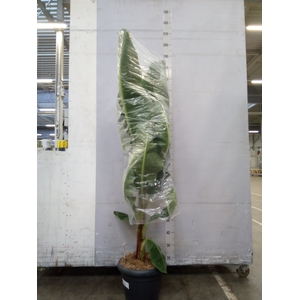 Musa  'Dwarf Cavendish'