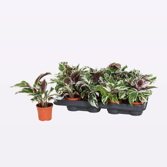 <h4>CALAT FUSION WHITE</h4>