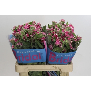 Oxypetalum Bridal Diana