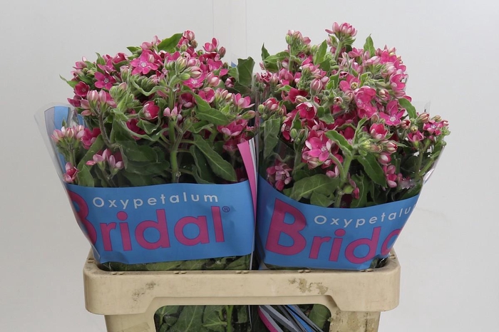 <h4>Oxypetalum Bridal Diana</h4>