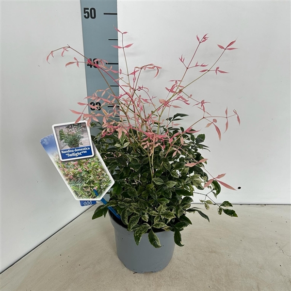 <h4>Nandina domestica 'Twilight'</h4>