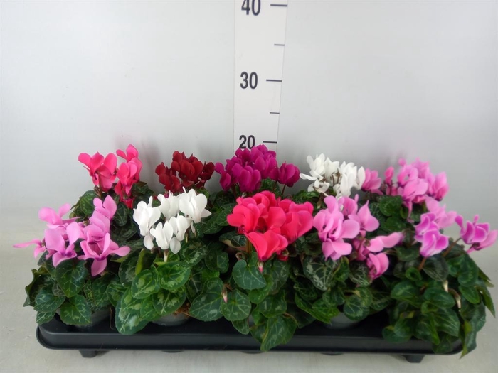 <h4>Cyclamen KL 'Verano'</h4>