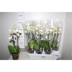 ** Phal Ov Wit 3 Branches 21+**