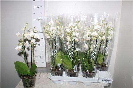 <h4>Phal Ov Wit 3 Branches 21+</h4>