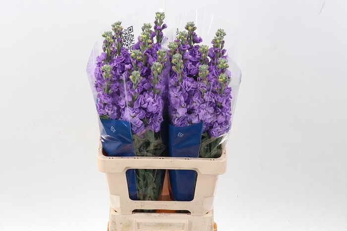 <h4>Matth Iron Blue</h4>