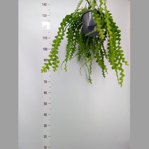 Epiphyllum anguliger