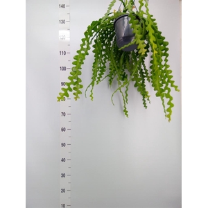 Epiphyllum anguliger