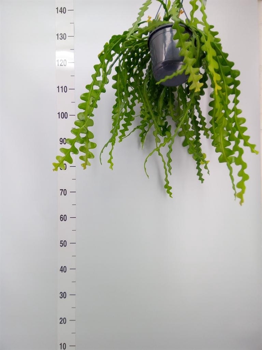 <h4>Epiphyllum anguliger</h4>