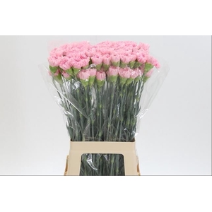 DI ST PINK BIZET