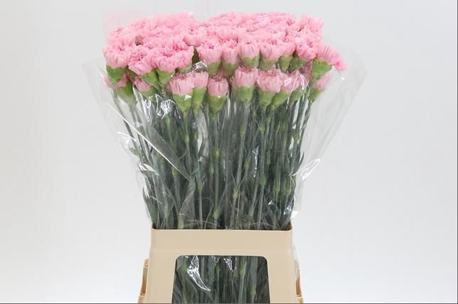 <h4>DI ST PINK BIZET</h4>