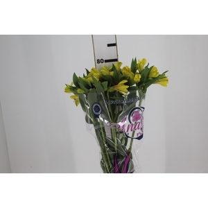 ALSTROEMERIA CARIBBEAN 080 CM