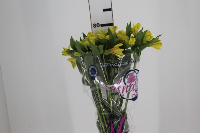 <h4>ALSTROEMERIA CARIBBEAN 080 CM</h4>