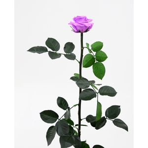 Roos op steel standard Bright lilac