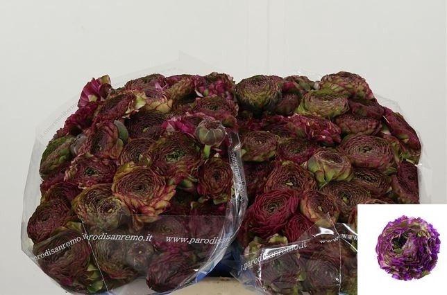 <h4>Ran Pon Pon Malva</h4>