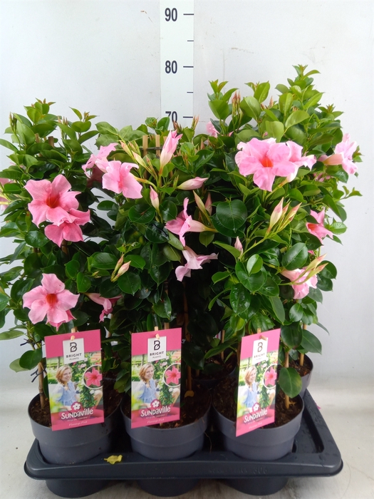 <h4>Mandevilla  'Sundavil Flaming Pink'</h4>