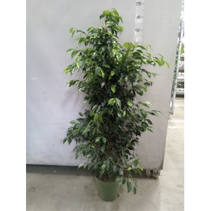 Ficus benja. 'Danielle'