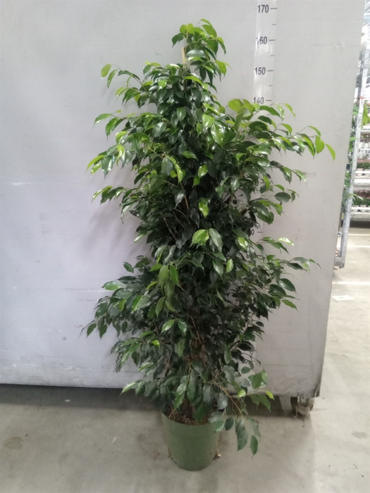 <h4>Ficus benja. 'Danielle'</h4>