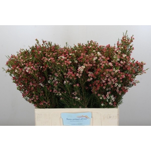 CHAME UN MY SWEET 16