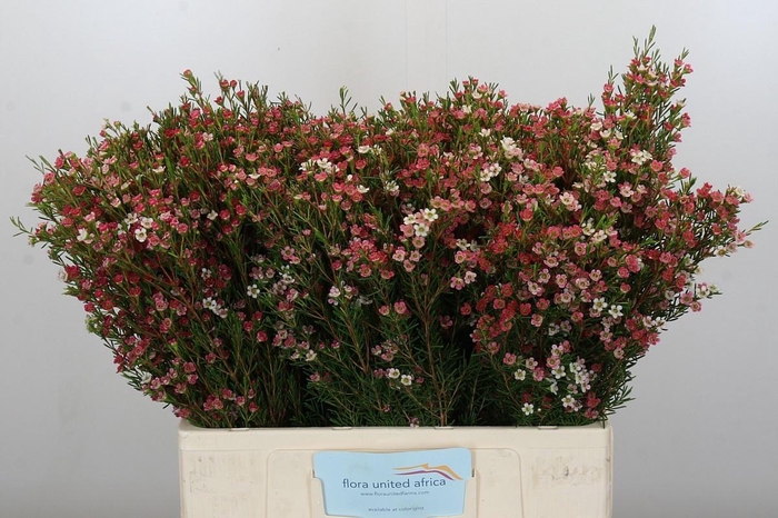 <h4>CHAME UN MY SWEET 16</h4>