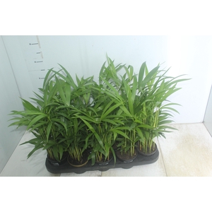 ARECA BAMBU P11