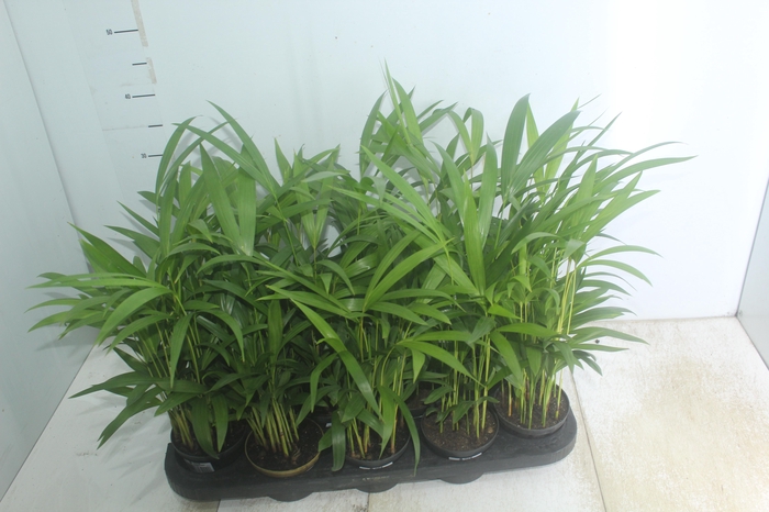 <h4>ARECA BAMBU P11</h4>