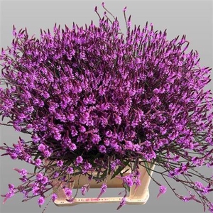 Verbena Ov