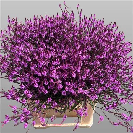 <h4>Verbena Ov</h4>