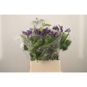 Clematis