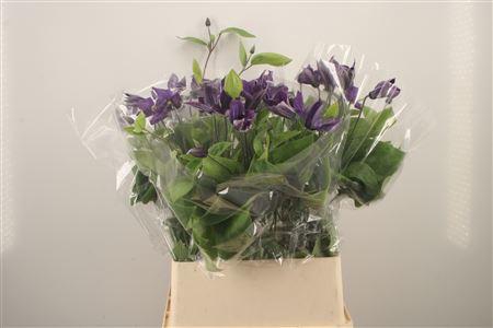 <h4>Clematis</h4>