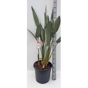 STRELITZIA REGIN BL