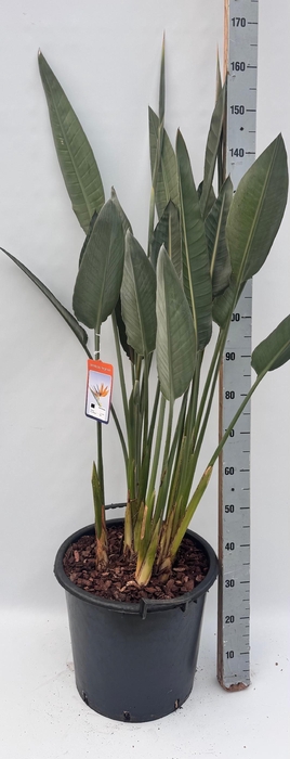 <h4>STRELITZIA REGIN BL</h4>