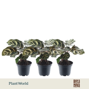 Calathea Makoyana 7 cm