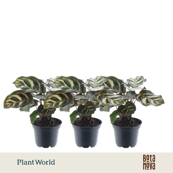 <h4>Calathea Makoyana 7 cm</h4>