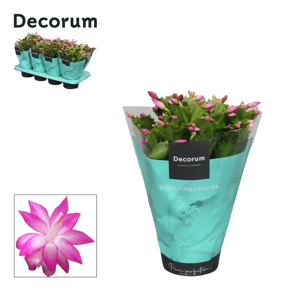 <h4>Schlumbergera Pink</h4>