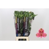 Alstroemeria Elegance
