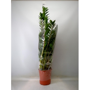 Zamioculcas zamiifolia