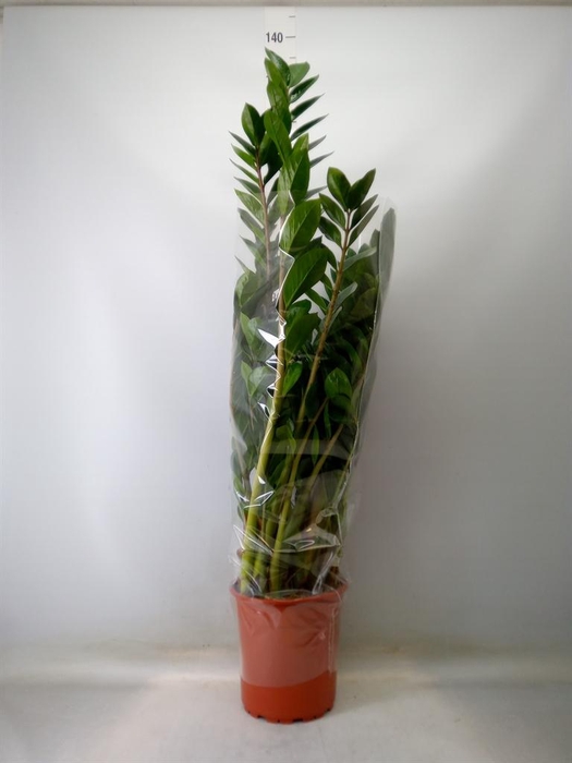 <h4>Zamioculcas zamiifolia</h4>