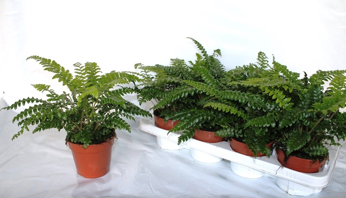 <h4>ATHYRIUM OV</h4>