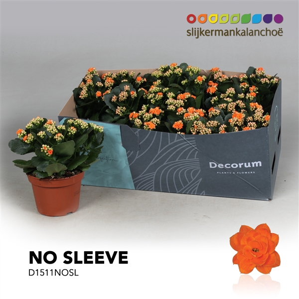 <h4>Kalanchoe No Sleeve - Orange</h4>