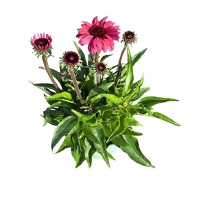 Echinacea purpurea