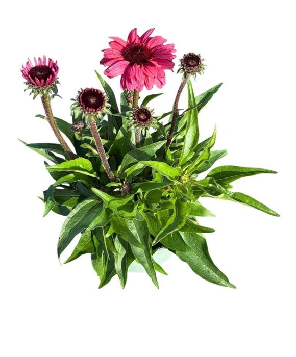 <h4>Echinacea purpurea</h4>
