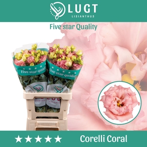 Eus G Corelli Coral